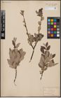 Foto von Salix aurita L. x Salix lapponum L.